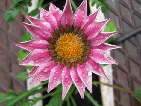 gazania_r.kep_444.jpg